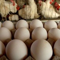 Коммерческое предложение на поставку яиц