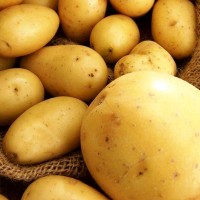 Коммерческое предложение на поставку картофеля